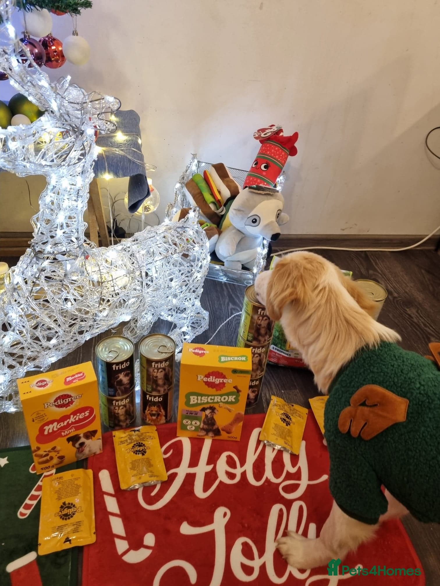 Sweet Little OLAF photo 16