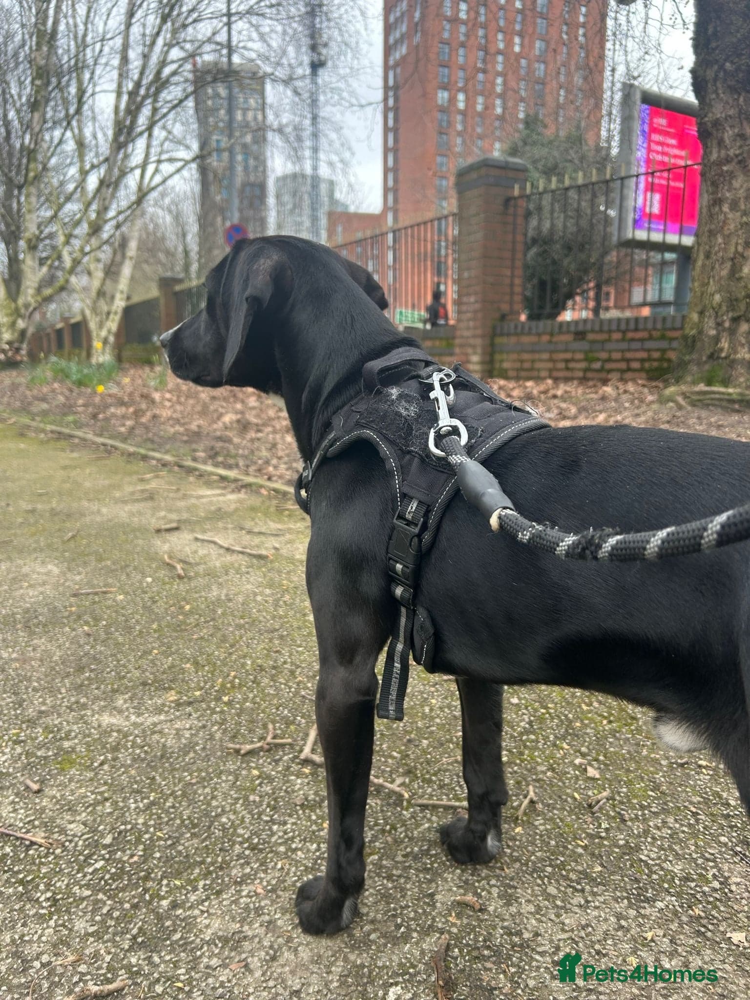 ️🐶 walter photo 12