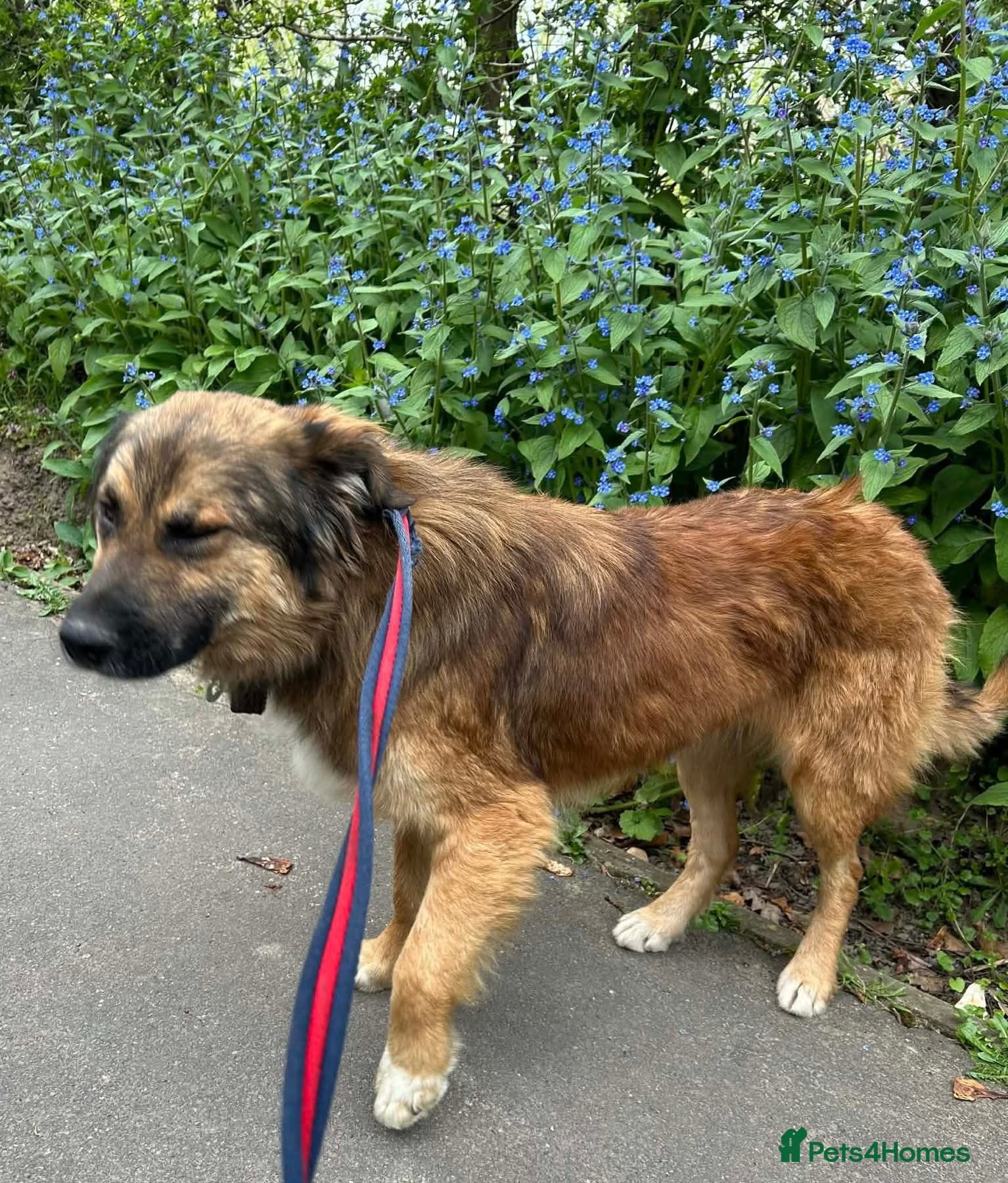 Alfie - Norwich Norfolk photo 3