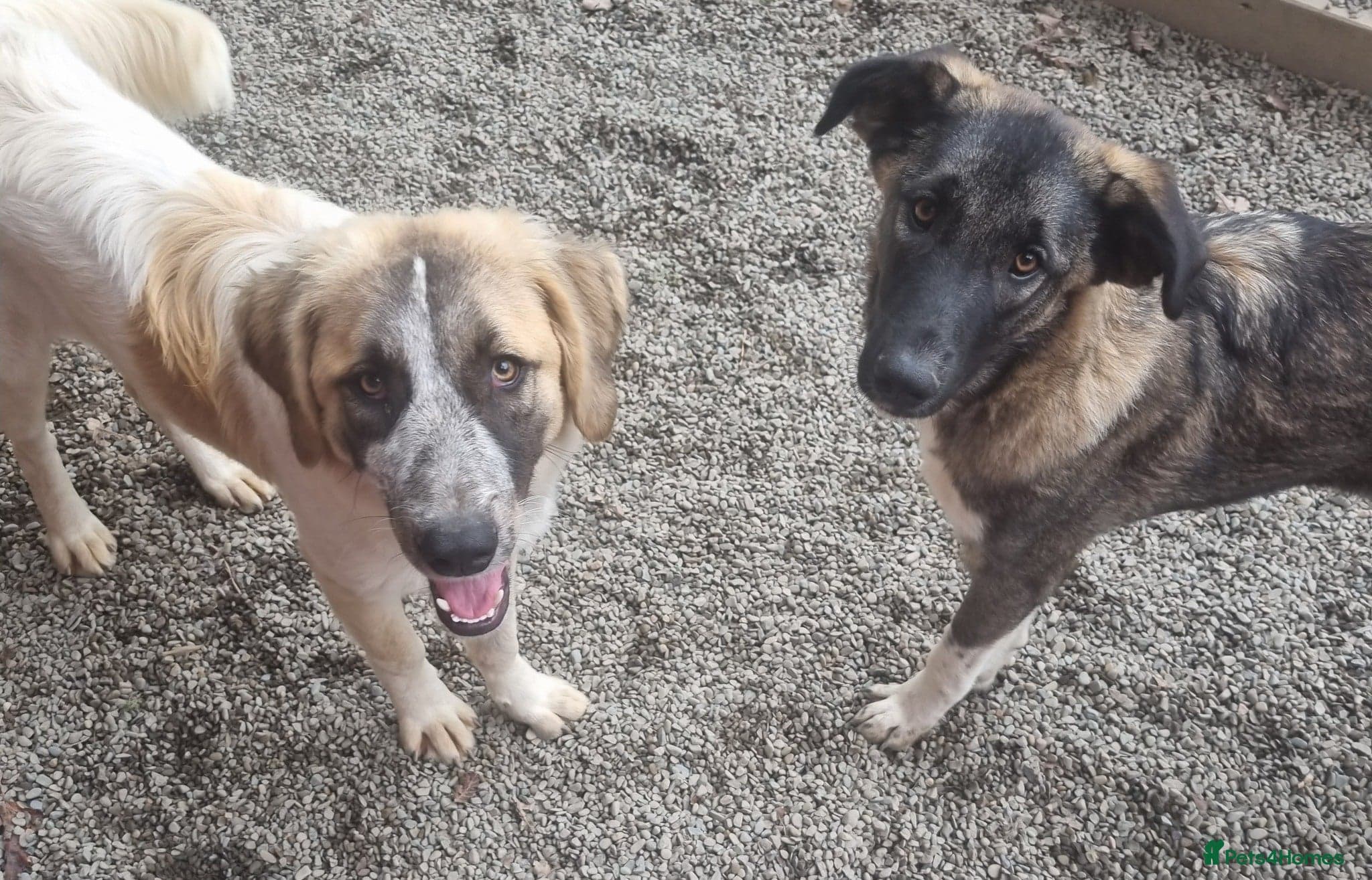 Skye - In Ayr — Mixed Breed