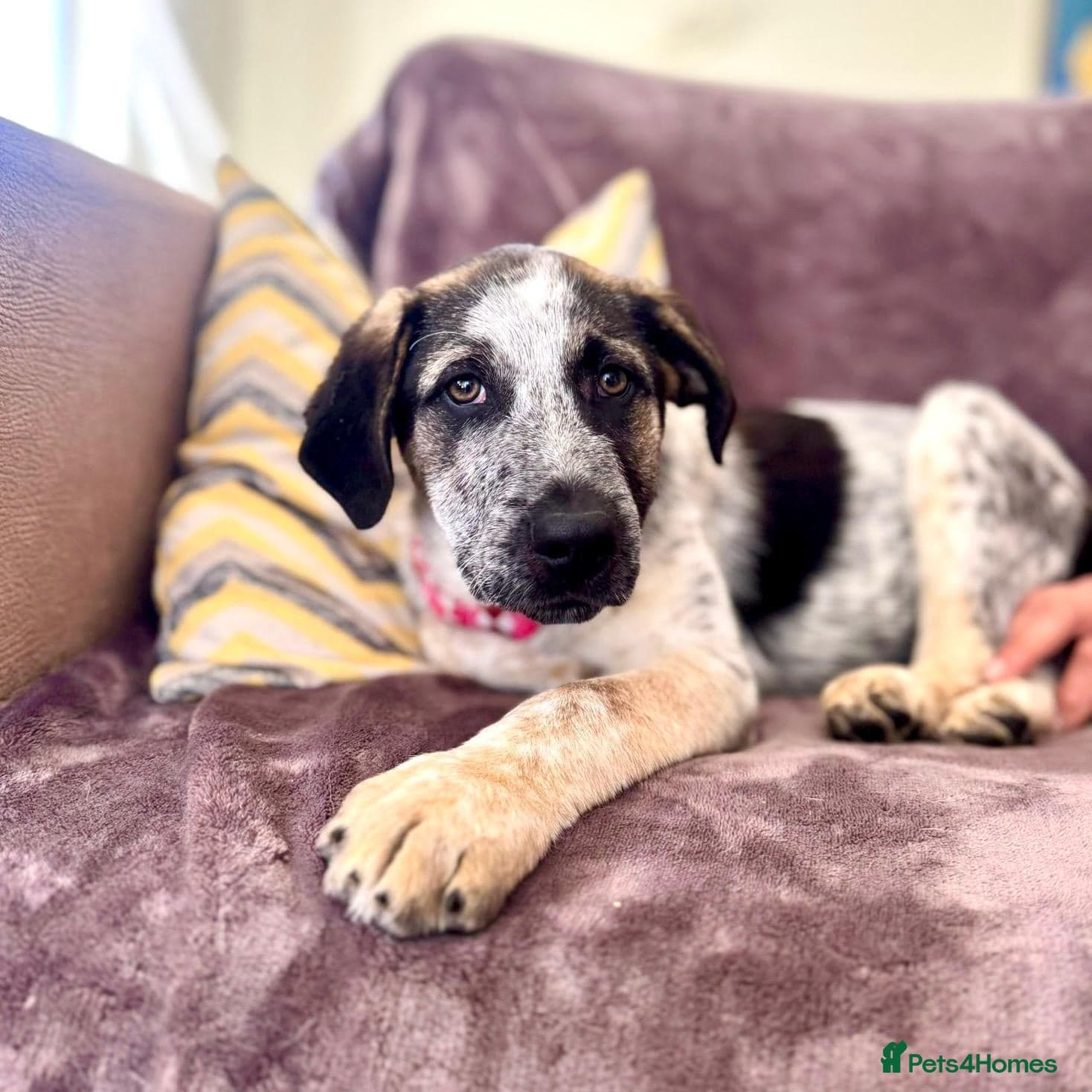 Easygoing Electra - Colourful Lab type photo 36