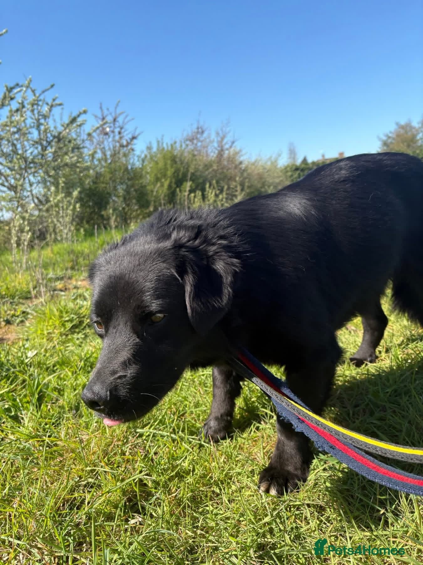 Dante - Norwich Norfolk photo 17