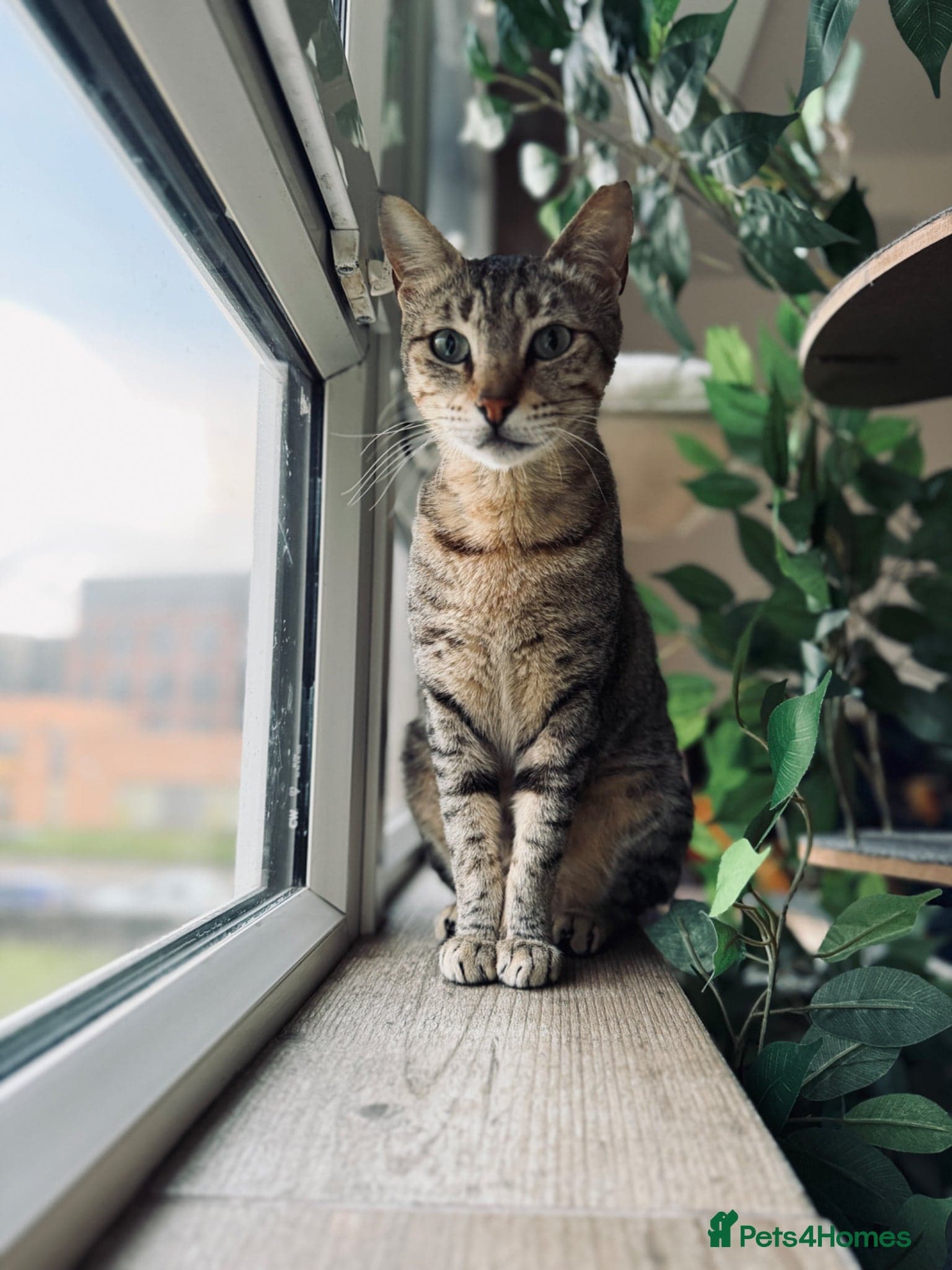 Hera ♥️ (House Cat) — Arabian Mau