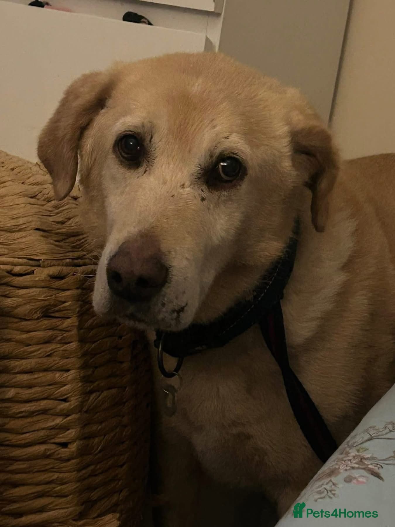 Rupert - Norwich Norfolk photo 15