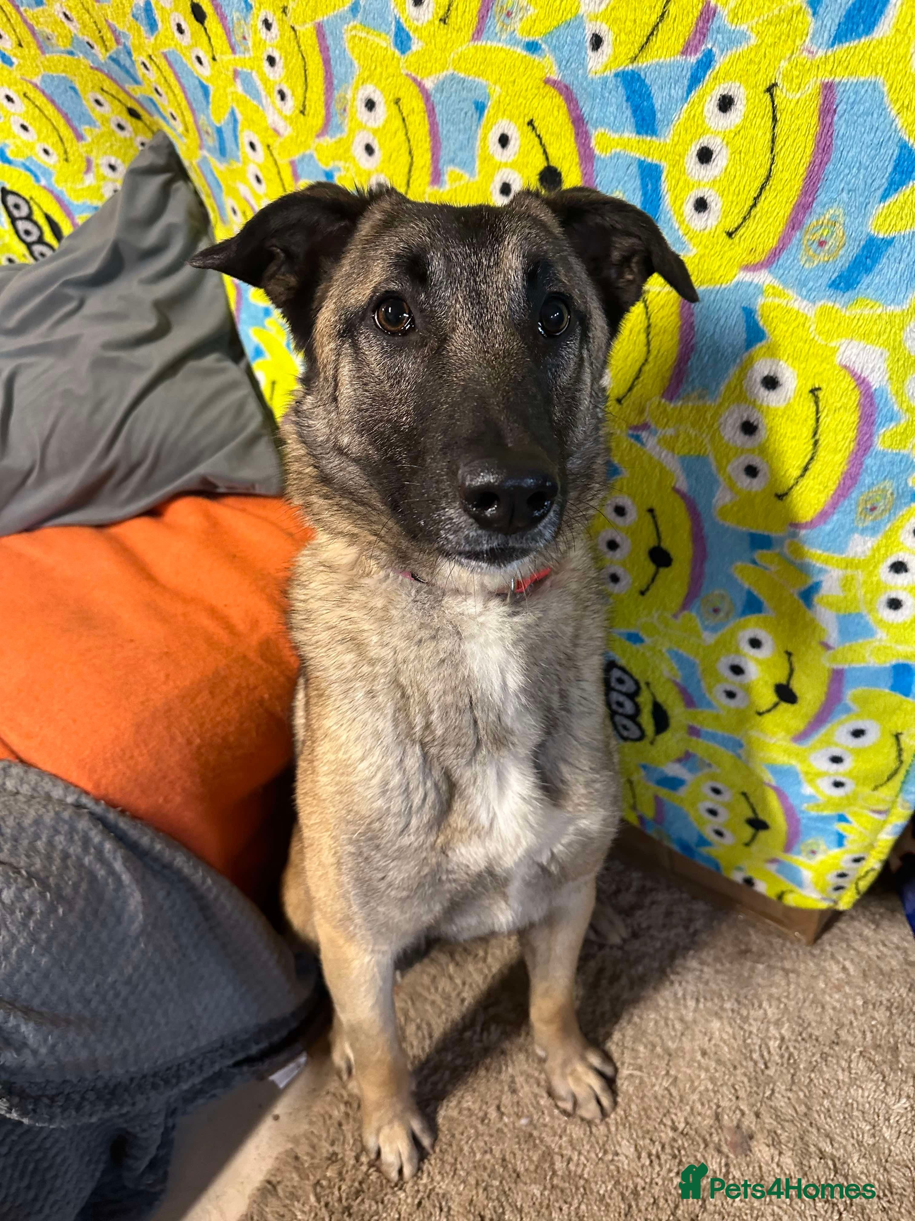 Meet Vera, currently residing in Cheshire photo 17