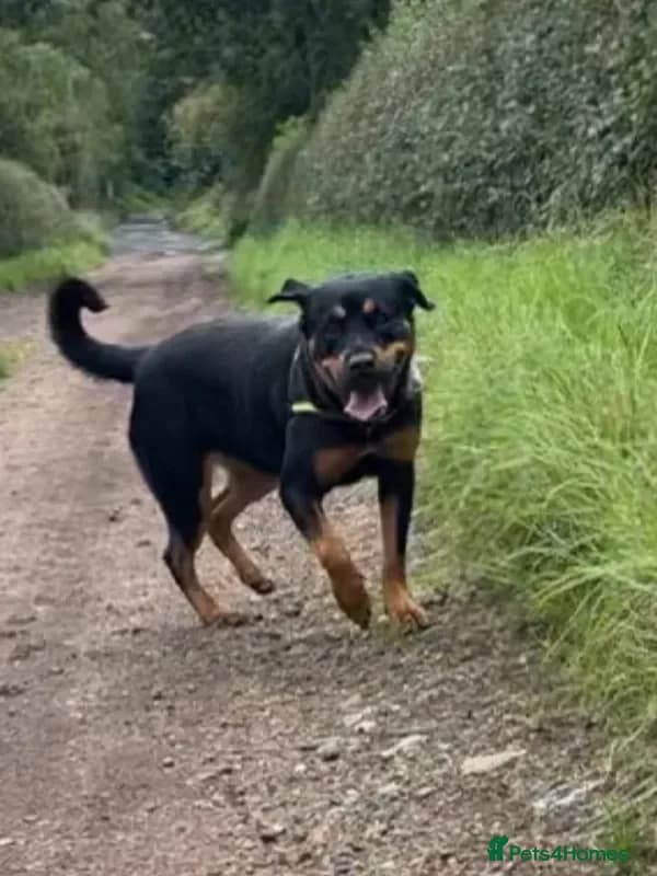 Mini — Rottweiler
