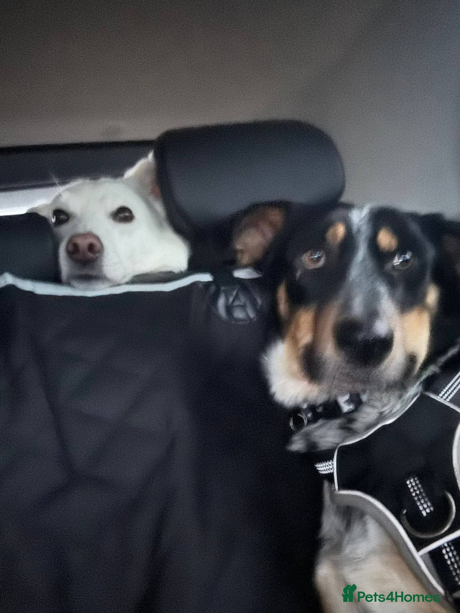 Meet Dave, currently residing in Aberdeen photo 10