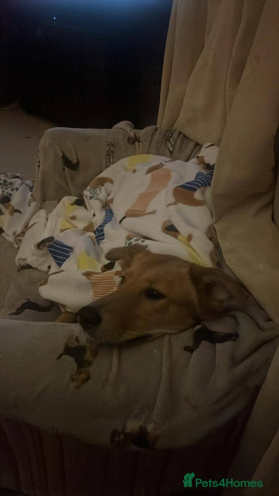 Meet Mabel, currently residing in Lancashire photo 4