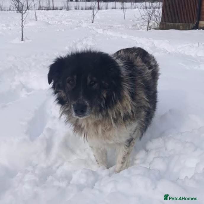 Freya - Norwich Norfolk photo 11