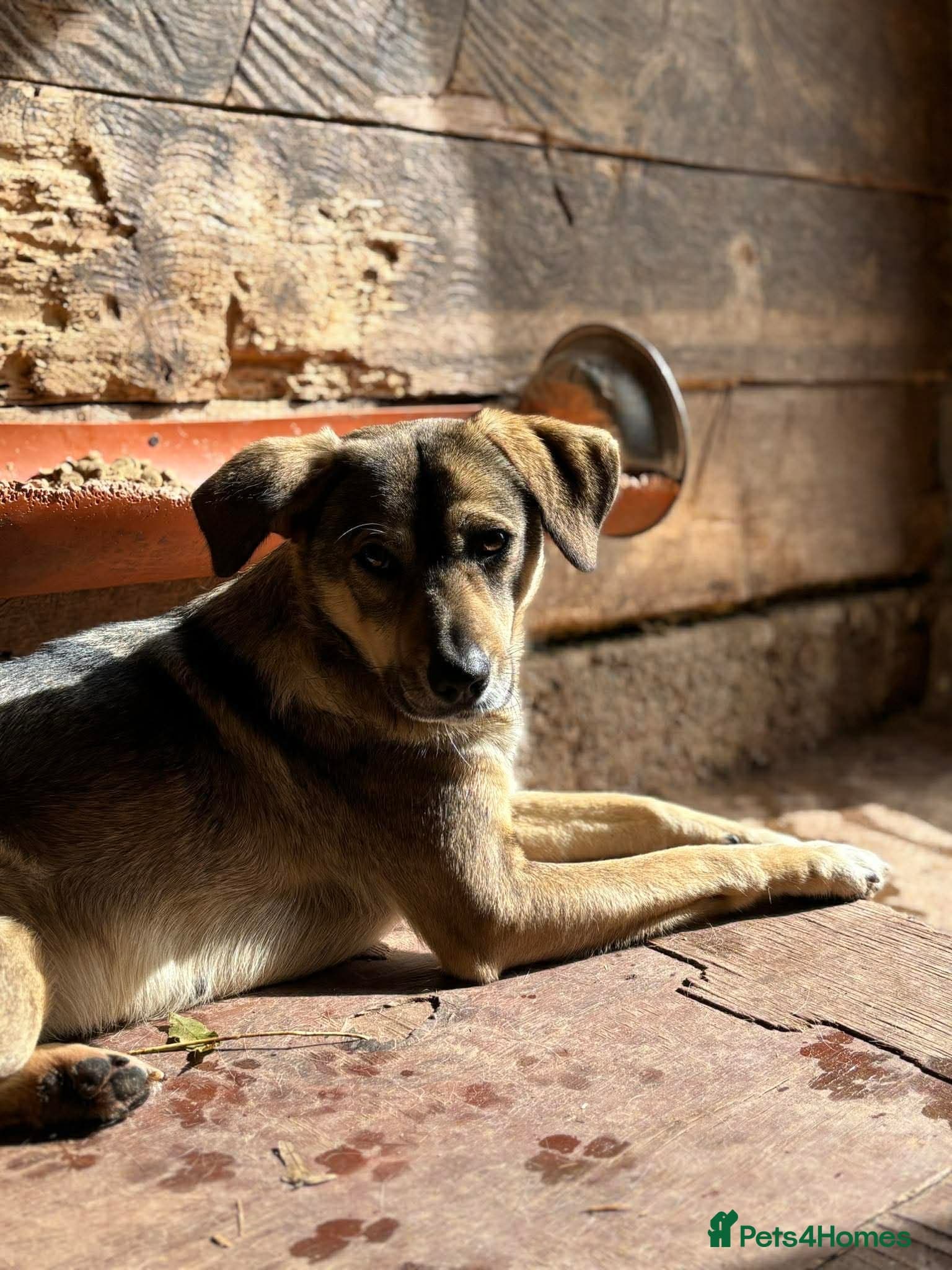 Cher π β Mixed Breed