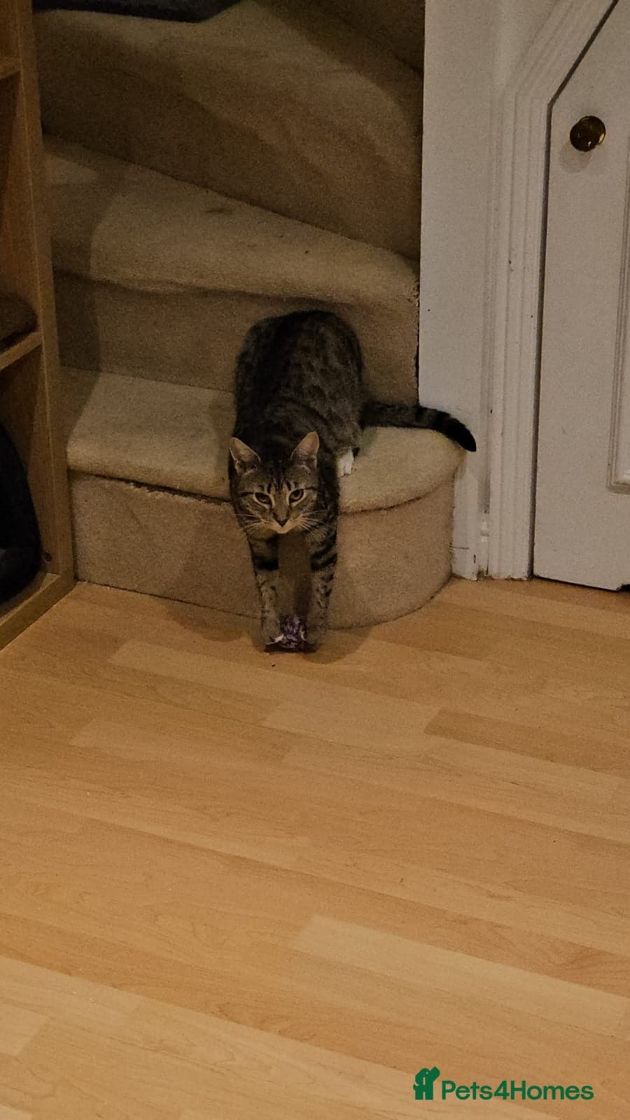 yr old Rescue Cat photo 12