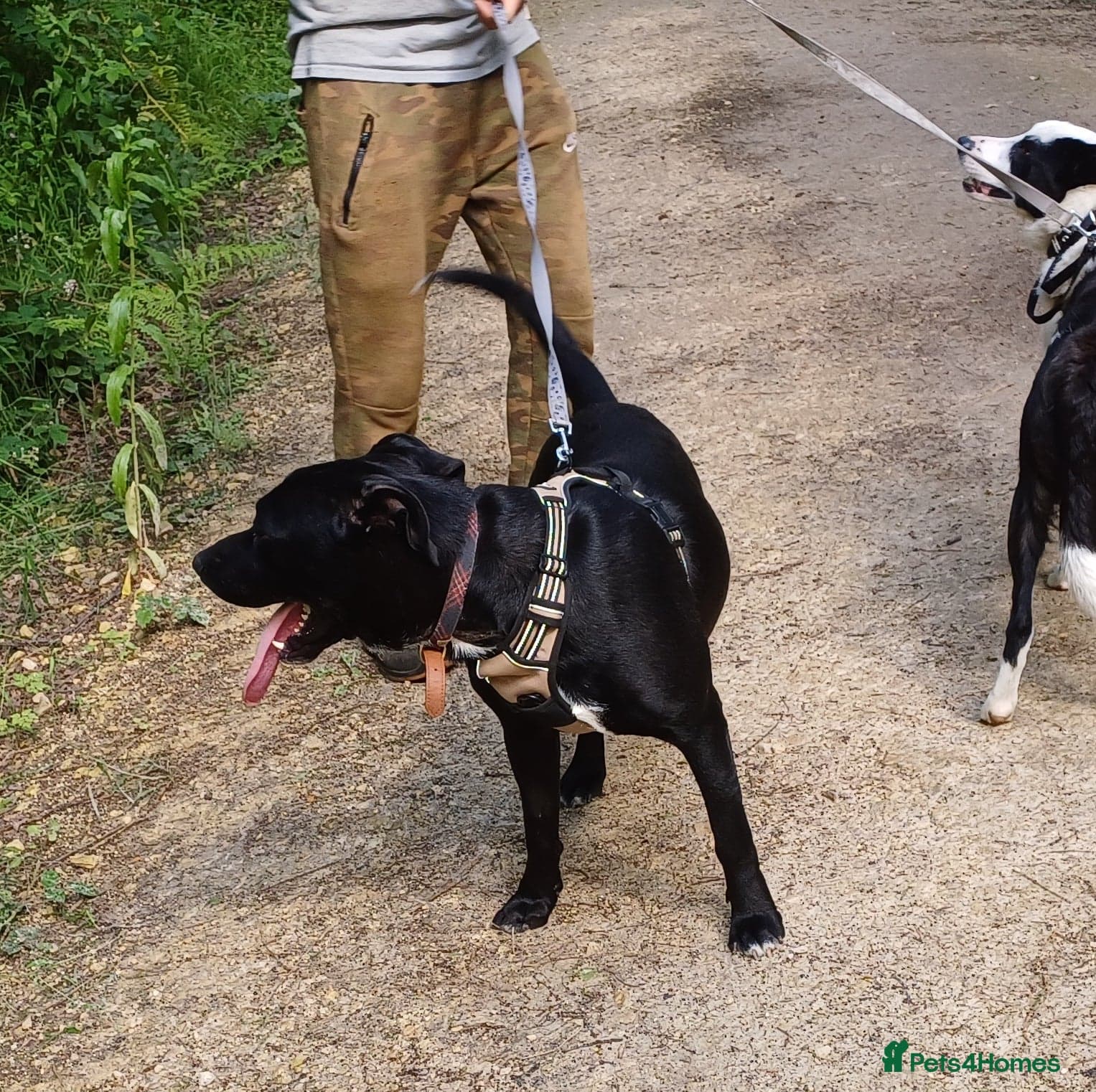 SHEAMUS,URGENT sensitive Soul Labrador Cross photo 22