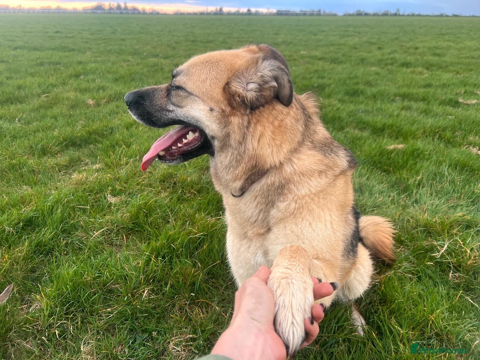 Molly 3.5 years friendly girl photo 8