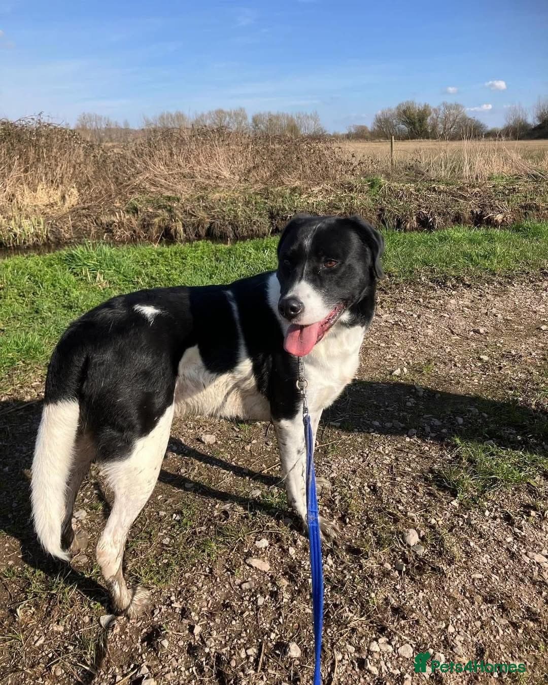 Caleb - our gentle giant๐ โ Mixed Breed