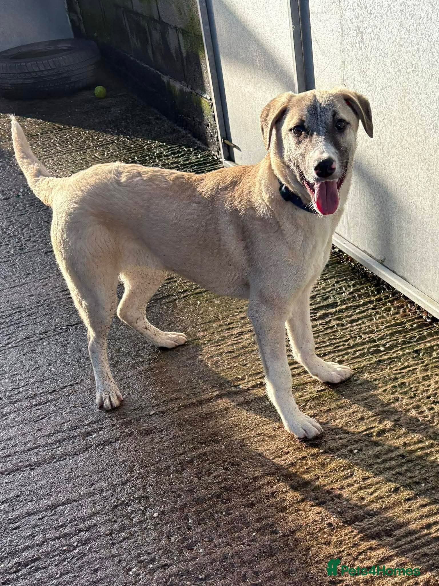 Meet Oscar, currently residing in Essex — Mixed Breed