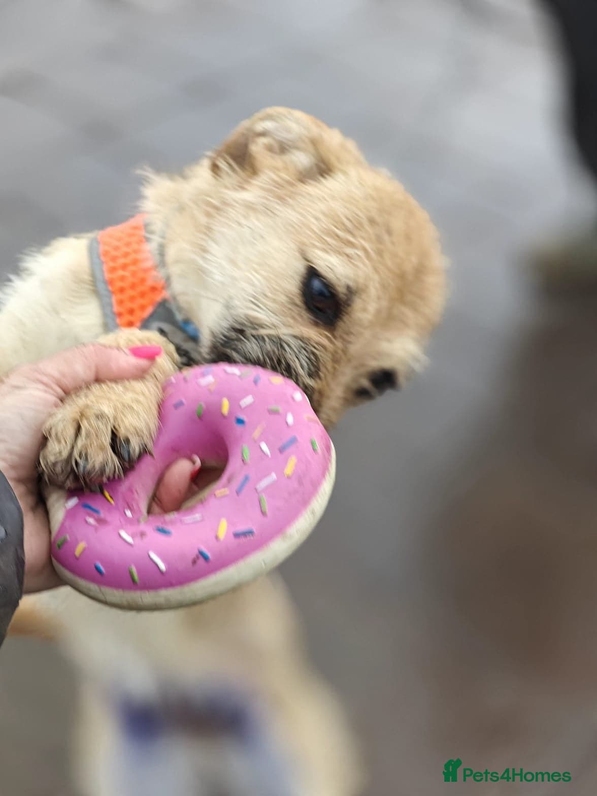 οΈπΆ bekki photo 9