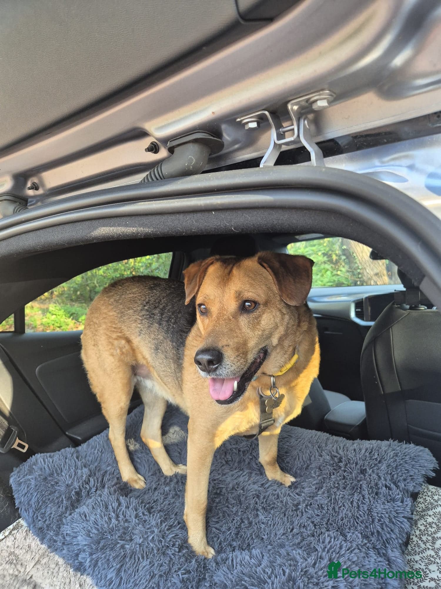 Sweet trinity photo 2