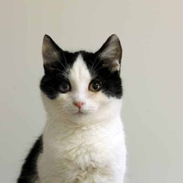 Piotruś — Unknown