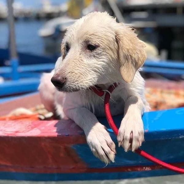 Chanel — Golden Retriever