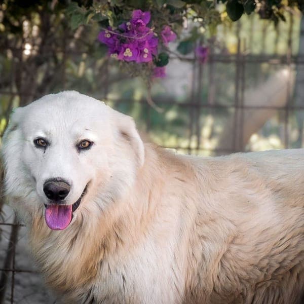 vasko — Golden Retriever