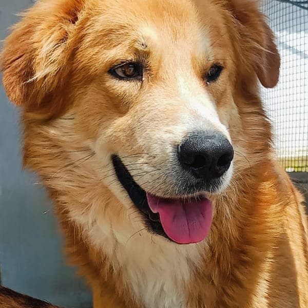 Axl Rose — Golden Retriever