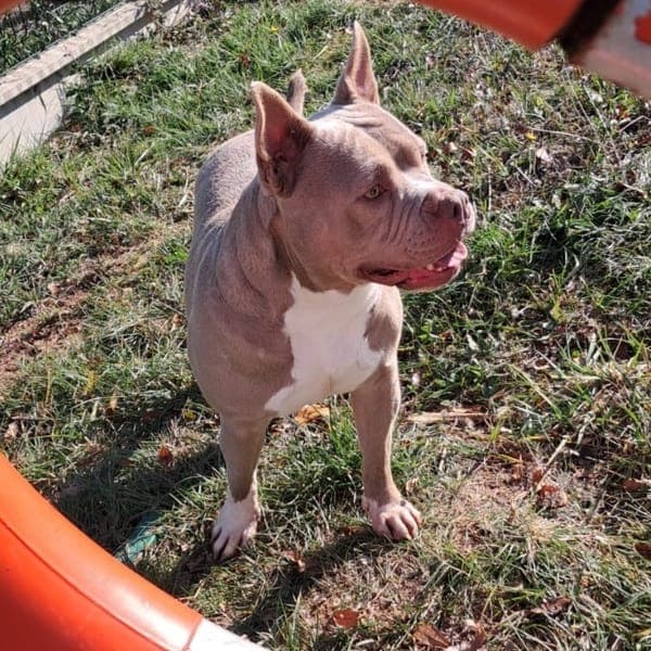 Polly — American Bully