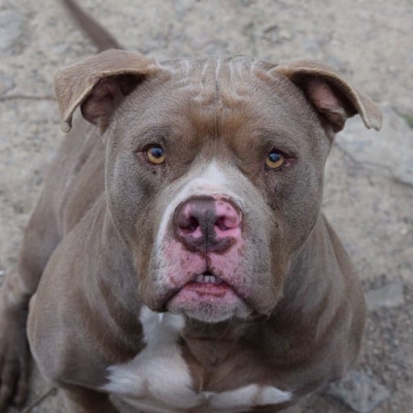 FYSIO — American Bully