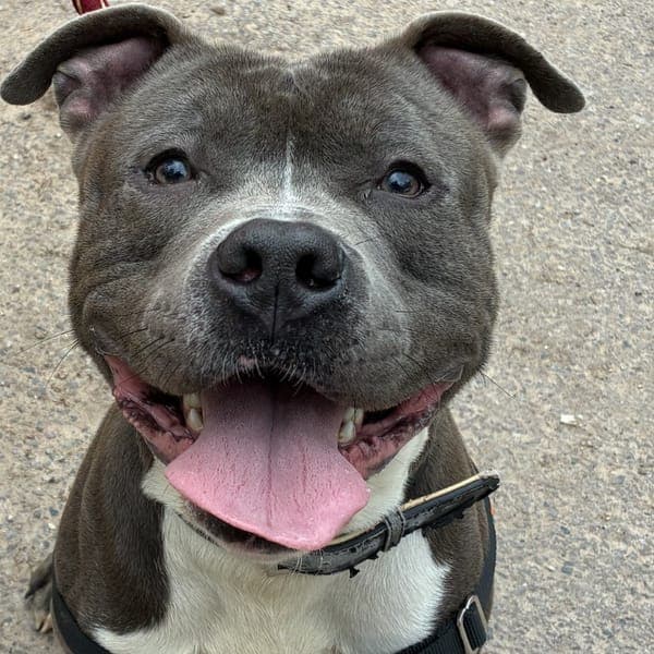 TYSON — American Bully