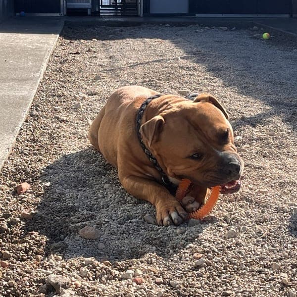 TAMZY — American Bully