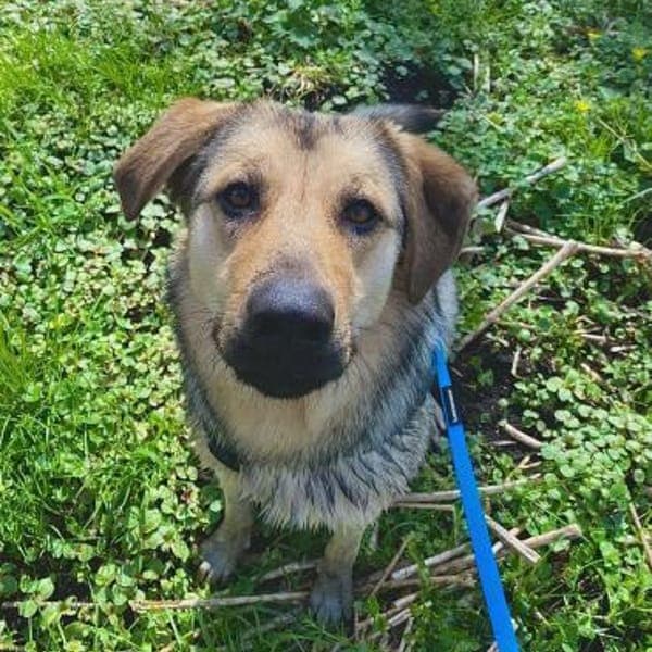 Elisa sucht eine Familie — Schäferhund-