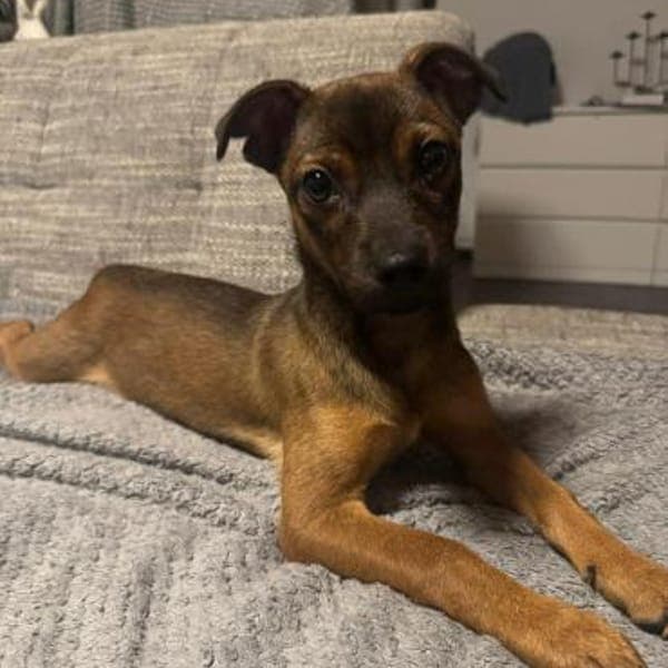 Mia - klein und liebevoll🍀 — Schäferhund