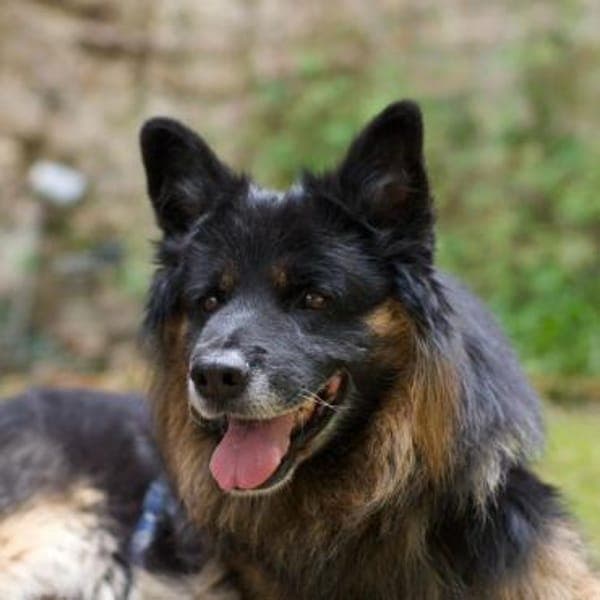 Verspielter Bruno sucht seine Menschen — Schäferhund -