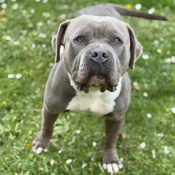Bul-Chi CAA15068 — American Bully