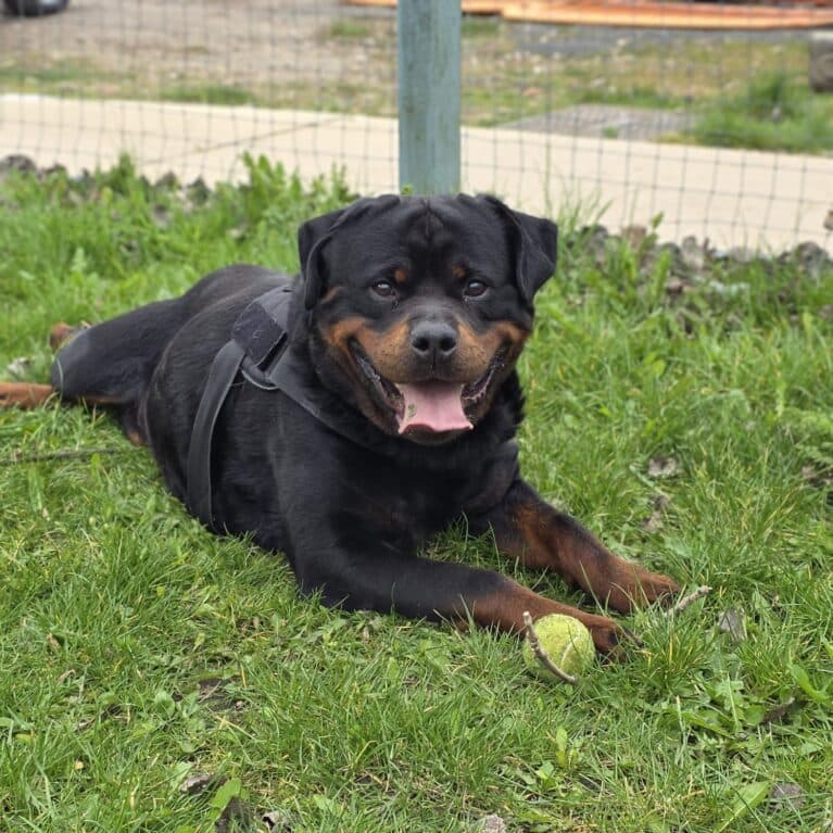 Yogi photo 4