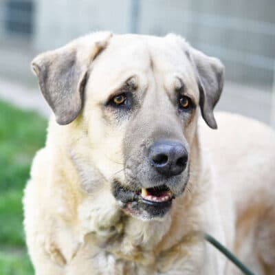 Bobby — Kangal