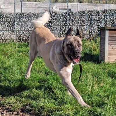 Bo — Kangal