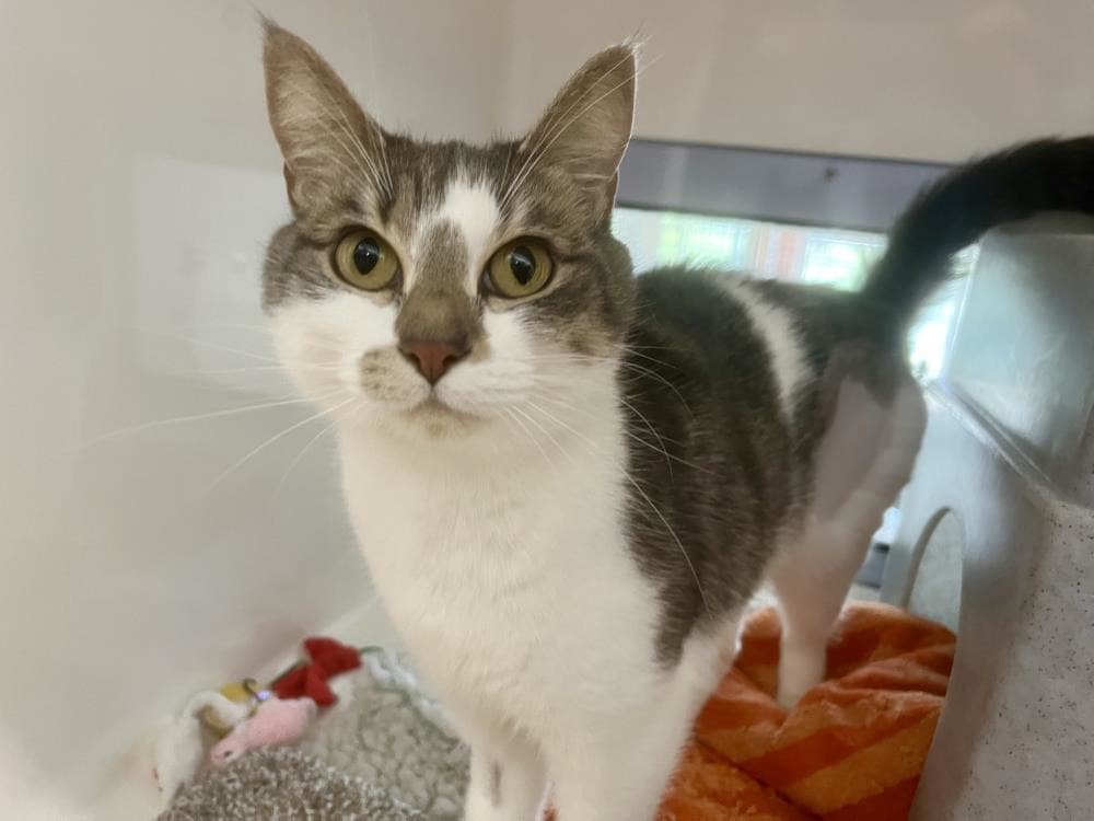 Daisy — Domestic Cat