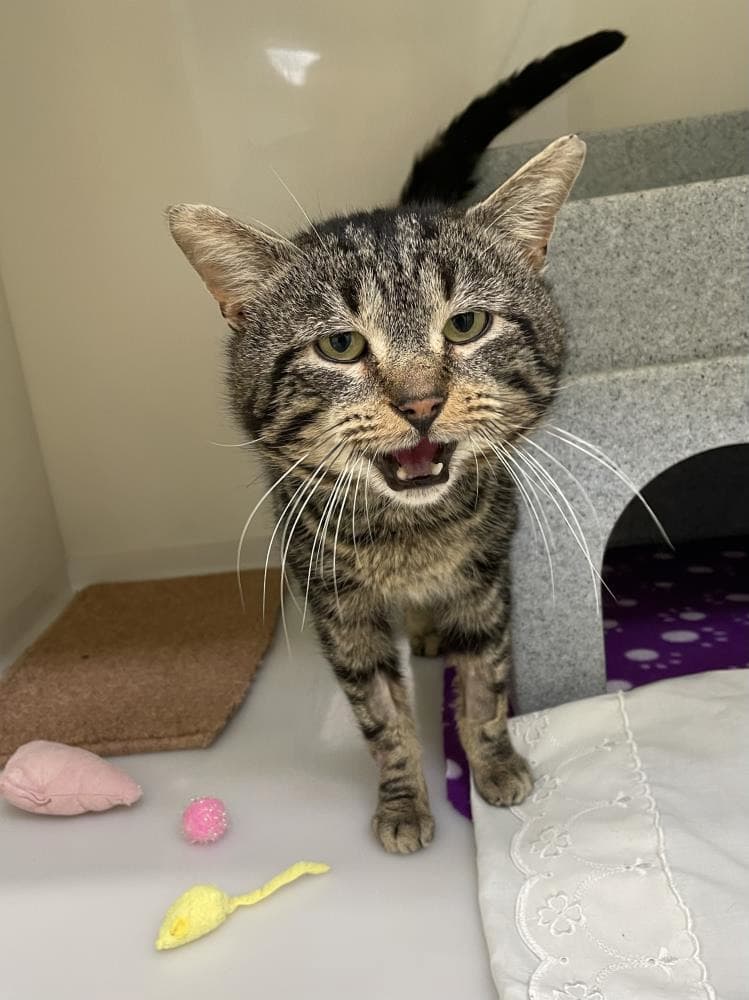 Seymour — Domestic Cat