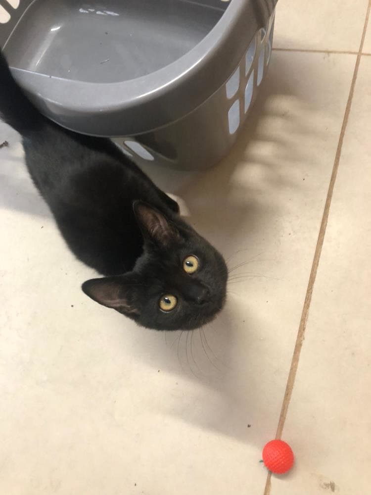 Vixen — Domestic Cat