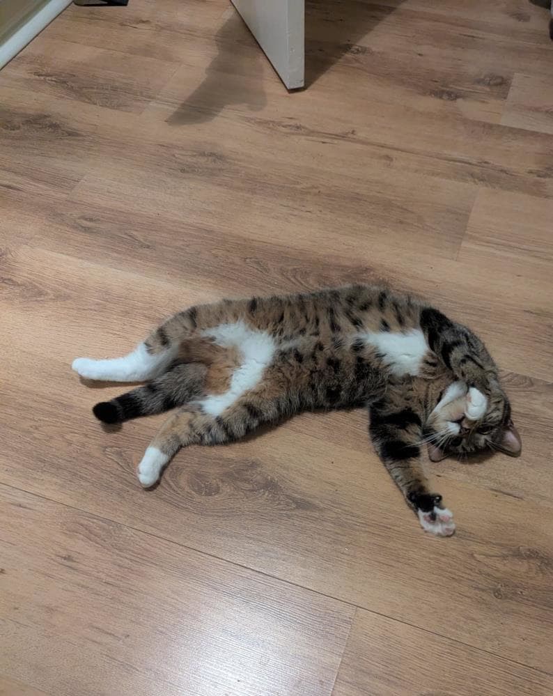 Smudge — Domestic Cat