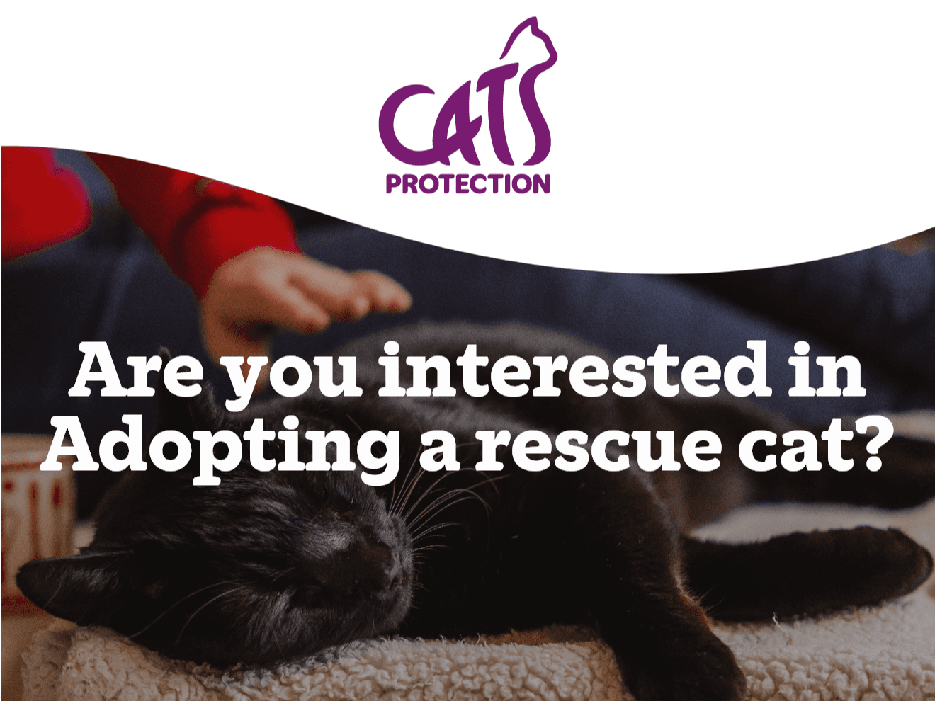 General Cat Adoption Enquiry — Domestic Cat