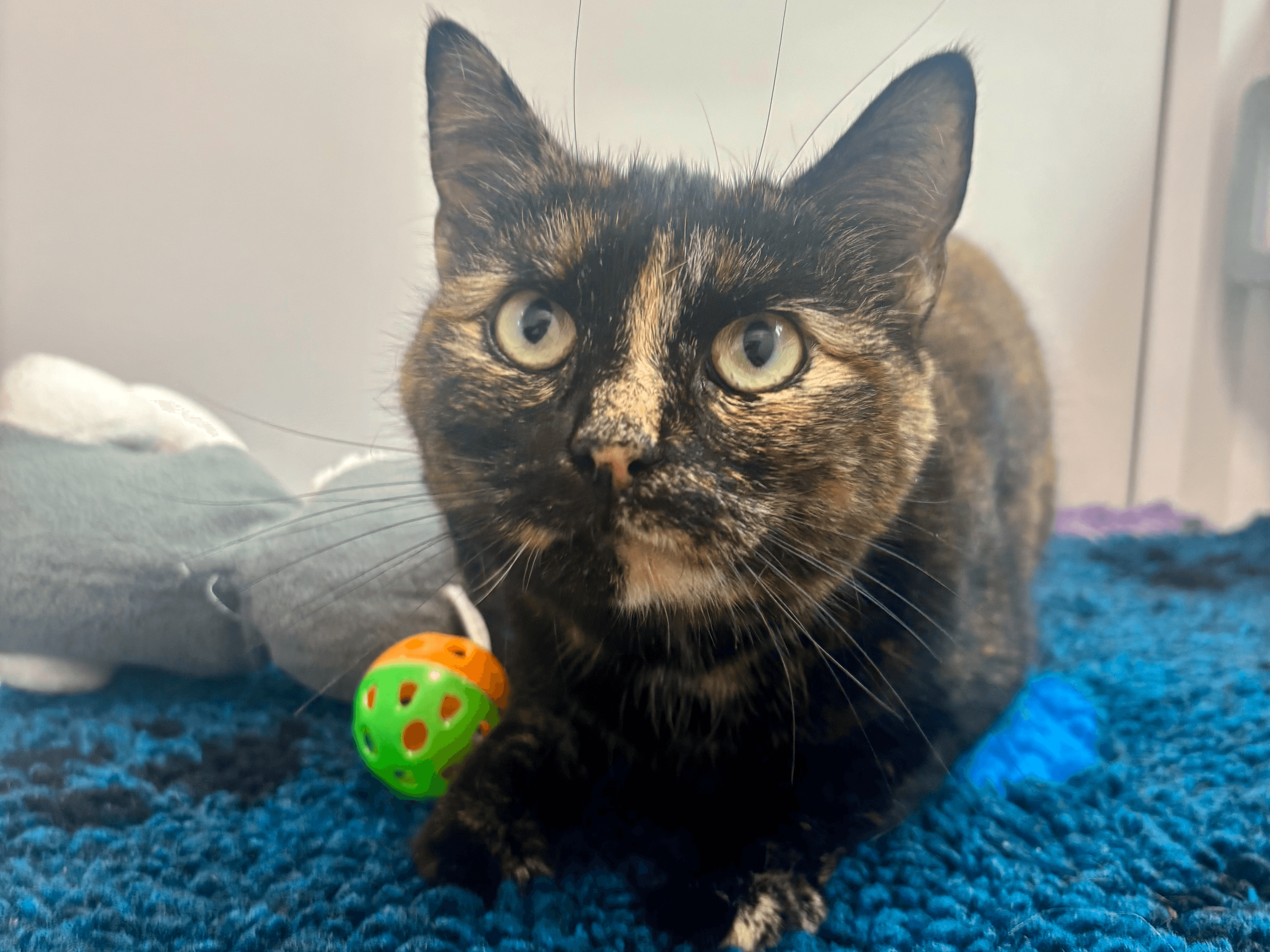 Harlequin — Domestic Cat