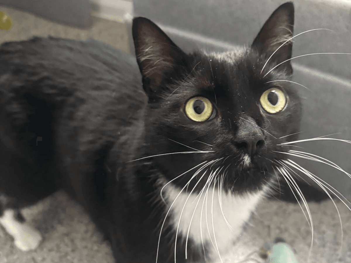 Thyme — Domestic Cat