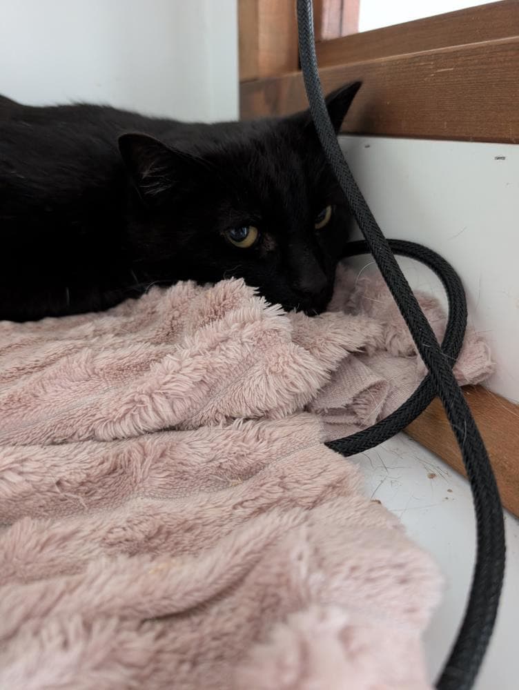 Sasha — Domestic Cat