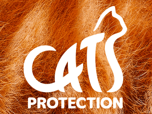 General Adoption Enquiry — Domestic Cat