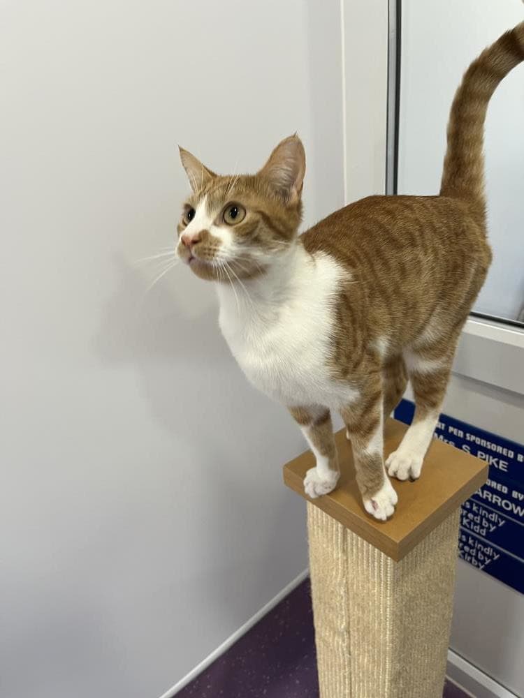 Max — Domestic Cat