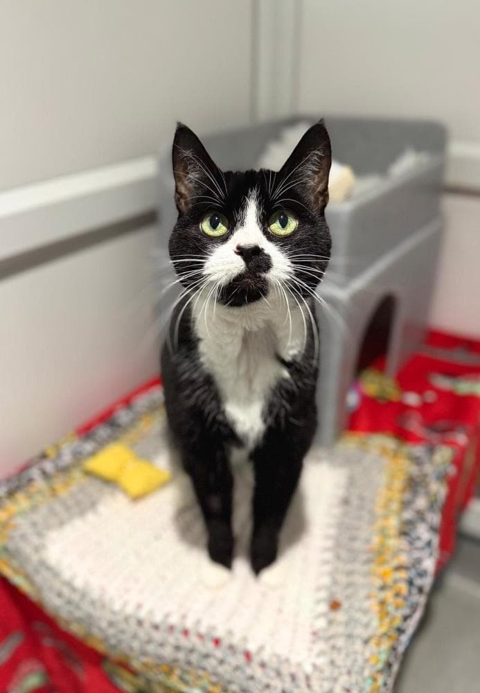 Socks — Domestic Cat