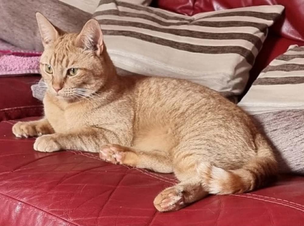 Lady — Domestic Cat