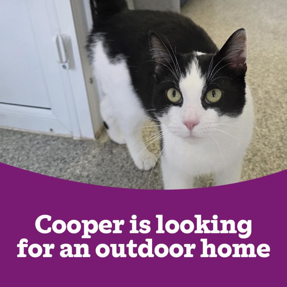 Cooper OC — Domestic Cat