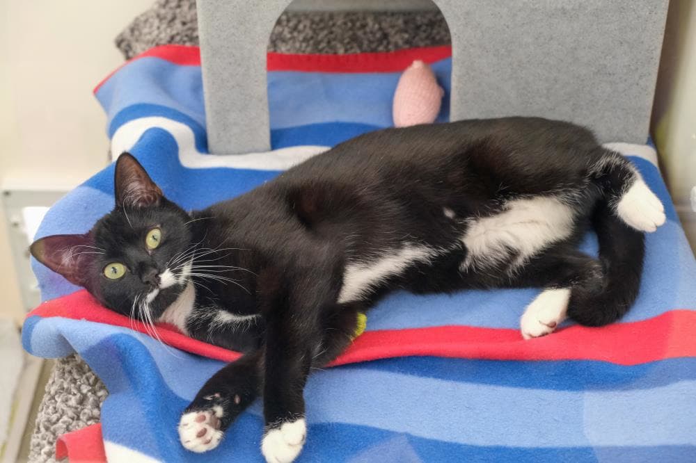 Sapphire — Domestic Cat